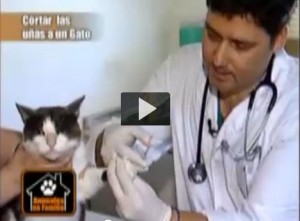 Cómo cortar las uñas a un gato