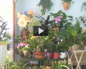 Cómo cuidar las plantas si viajas