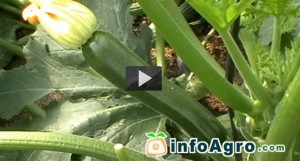 Cómo cultivar calabacín