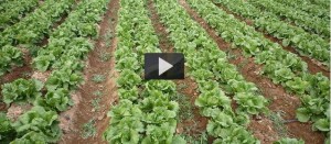 Cómo cultivar lechugas
