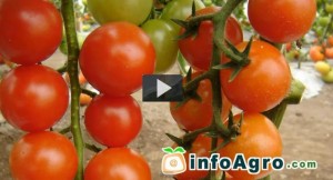 Cómo cultivar tomates