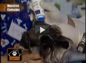 Cómo limpiar los oídos de tu perro
