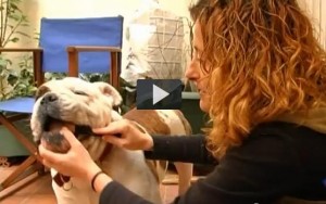 Cómo cuidar la salud dental de tu perro