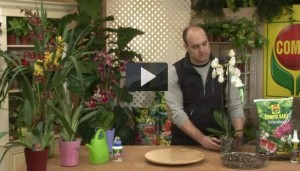 Cómo cuidar las orquídeas
