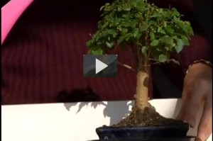 Cómo cuidar un bonsai