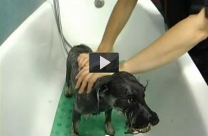 Cómo lavar a tu perro