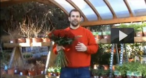 Cómo cuidar un ramo de flores