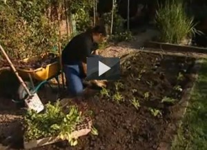 Cómo preparar el huerto en otoño