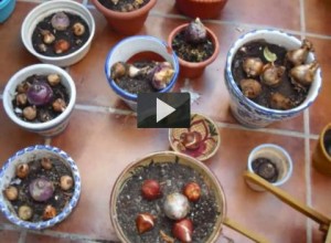 Cómo plantar bulbos en otoño