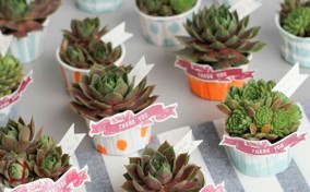 Plantas de recuerdo para Baby Shower de niño