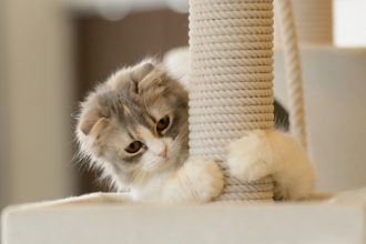 Los mejores rascadores para gatos caseros