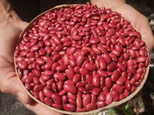 Cuánto tiempo hace falta para cocer frijoles