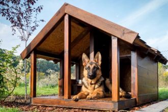 Las casetas para perros más originales