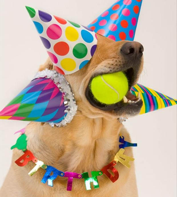 accesorios-para-cumpleanos-para-perros