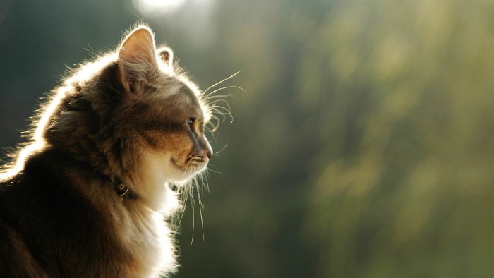 fotos-de-gatos-tiernos