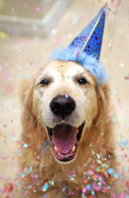 Pasos para organizar un cumpleaños para perros perfecto