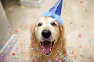 Pasos para organizar un cumpleaños para perros perfecto