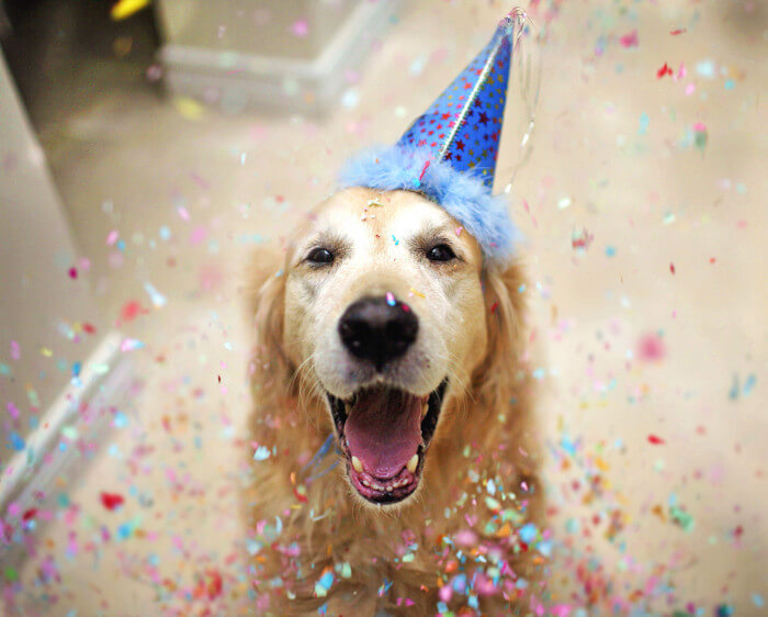 Pasos para organizar un cumpleaños para perros perfecto