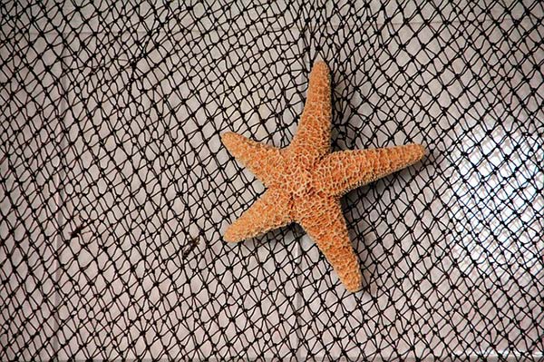 estrellas-de-mar-decorativas