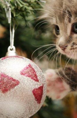 Árbol de Navidad a prueba de gatos
