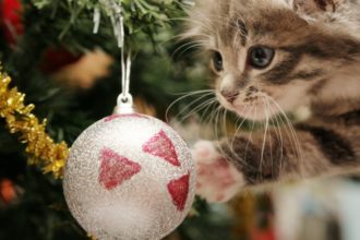 Árbol de Navidad a prueba de gatos