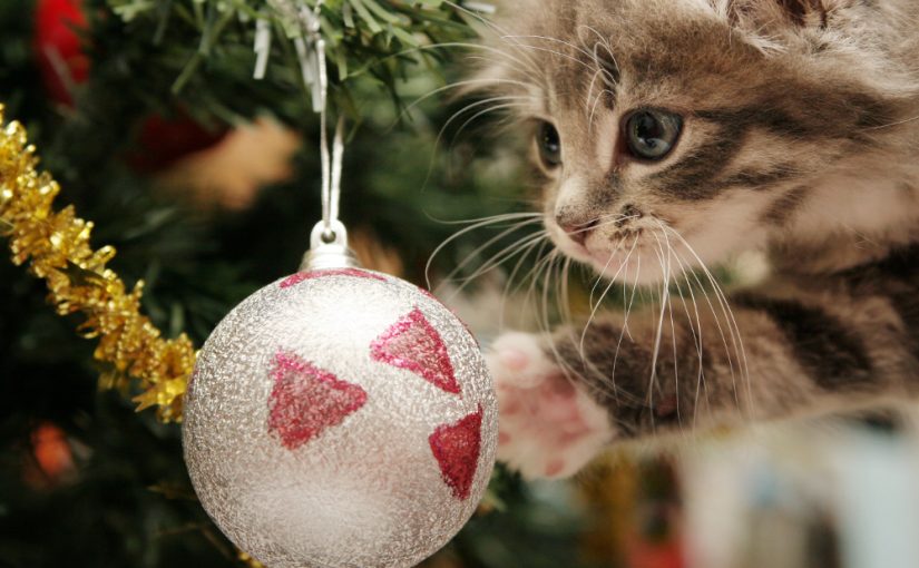 Árbol de Navidad a prueba de gatos