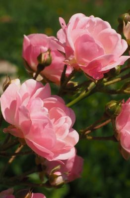 Cómo cuidar los rosales del jardín