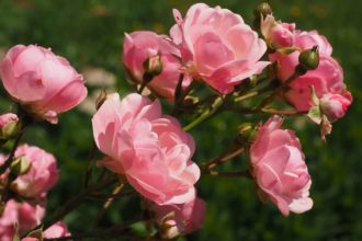 Cómo cuidar los rosales del jardín