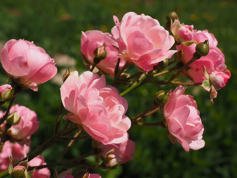 Cómo cuidar los rosales del jardín