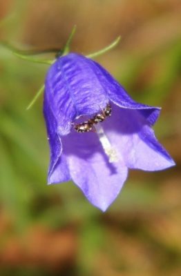 Evitar las hormigas en las plantas