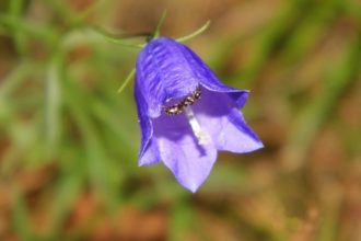 Evitar las hormigas en las plantas