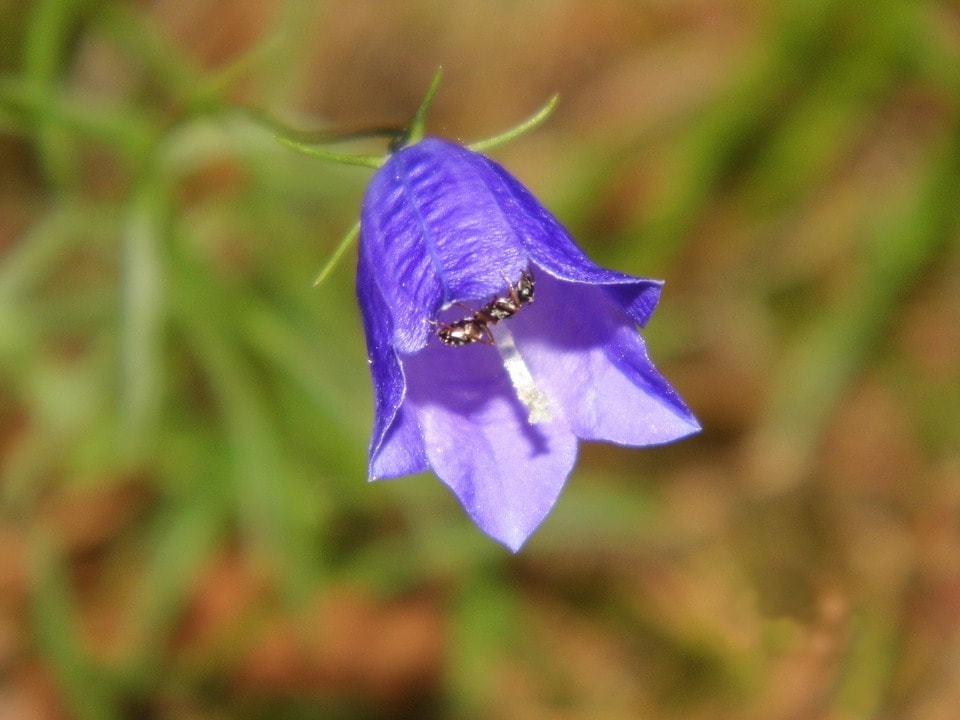 Evitar las hormigas en las plantas