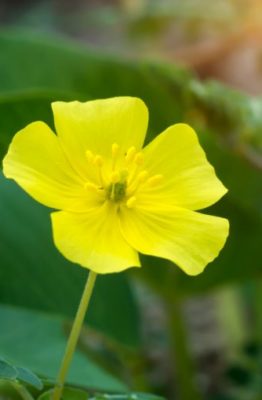 Limpiar las hojas de las plantas