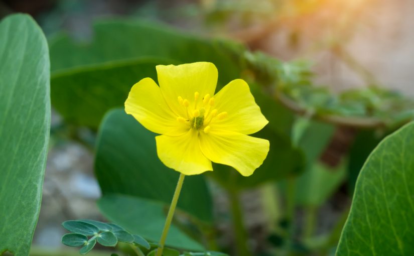 Limpiar las hojas de las plantas