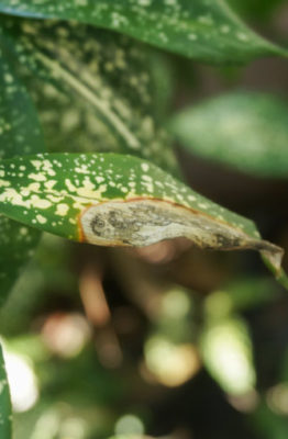 Cómo evitar plantas y hongos