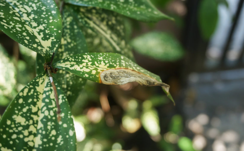 Cómo evitar plantas y hongos