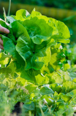 Crear un huerto en el jardín