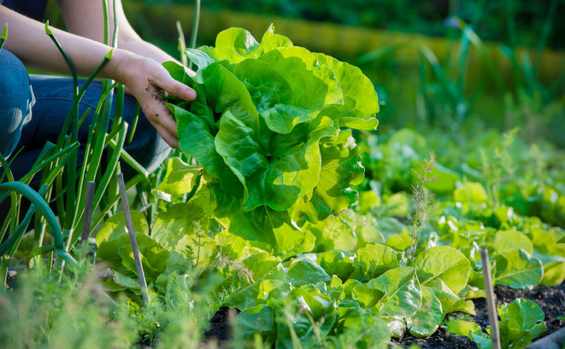 Crear un huerto en el jardín