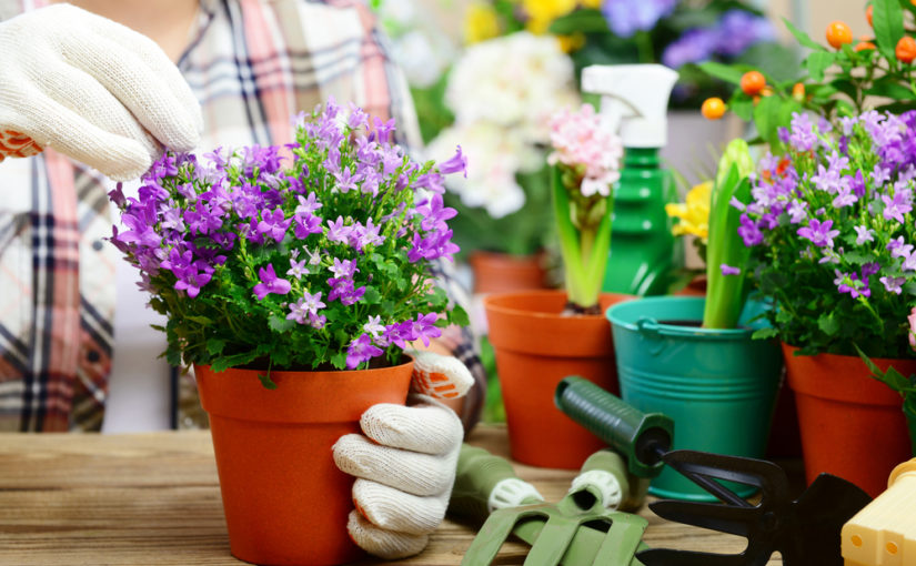 Cómo hacer un jardín de flores en casa
