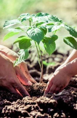 Clases de plantas para un jardín