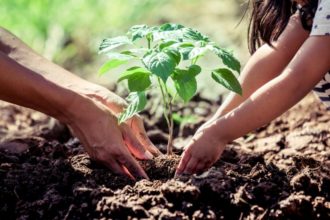 Clases de plantas para un jardín