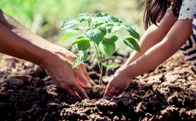 Clases de plantas para un jardín