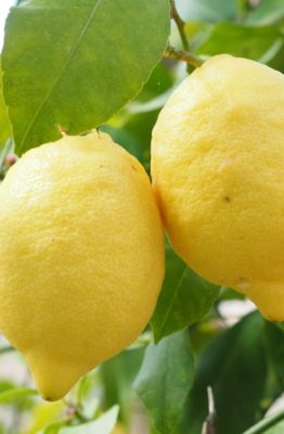 Pasos para podar un limonero