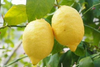 Pasos para podar un limonero