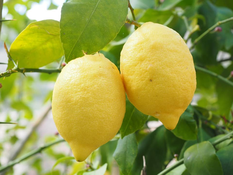 Pasos para podar un limonero