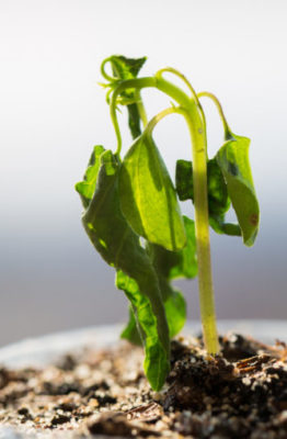 Por qué se mueren las plantas