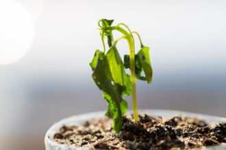 Por qué se mueren las plantas