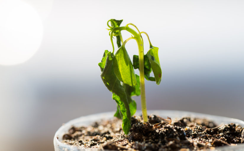 Por qué se mueren las plantas