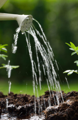 Trucos para regar las plantas en vacaciones