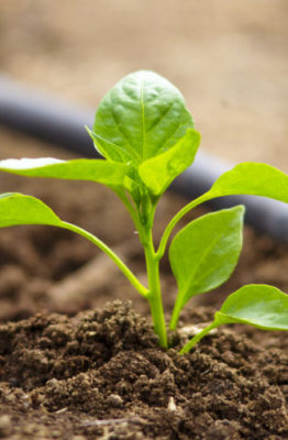 Como hacer que las plantas crezcas más